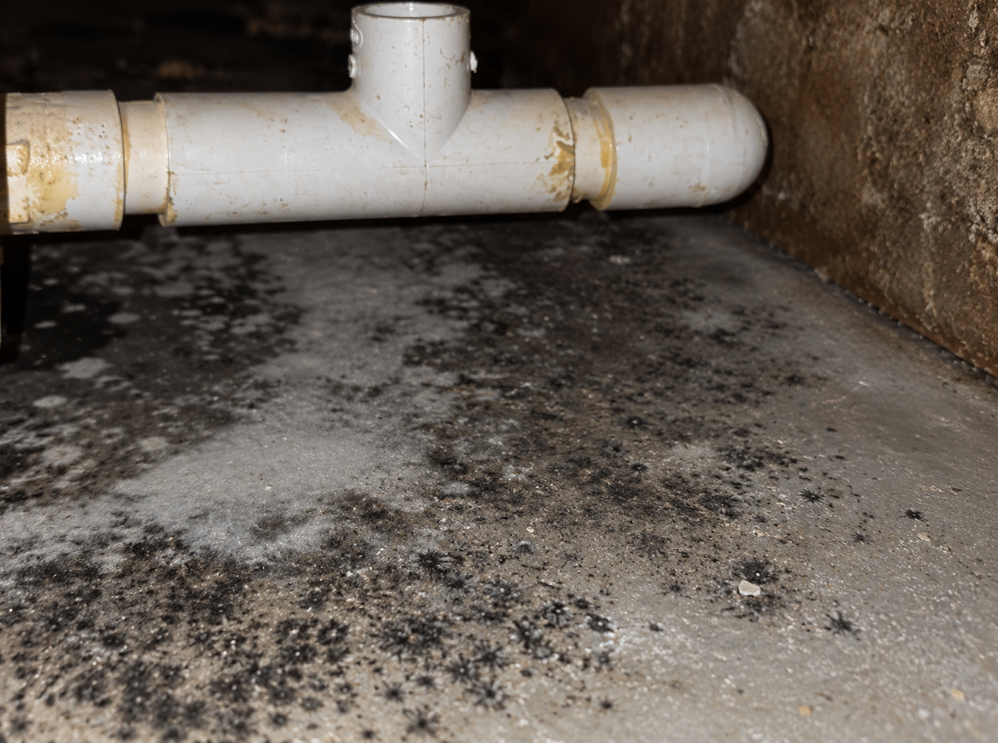 Hidden mold growth around plumbing in a Los Angeles property